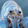 ElectroDDR Avatar